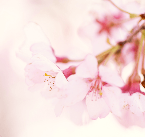 sakura_1