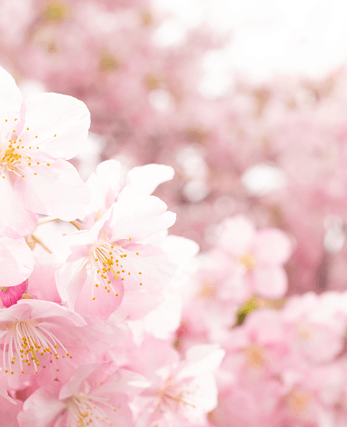 sakura_2