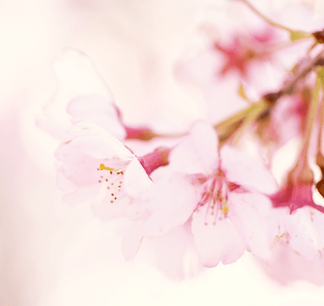 sakura_1